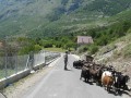 Albánie - země hor, pasáků a povozů.